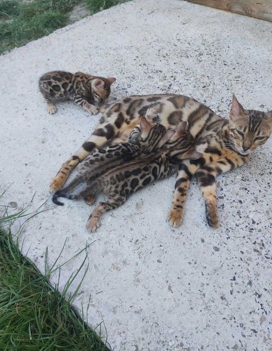Чистокръвни Бенгалски котки