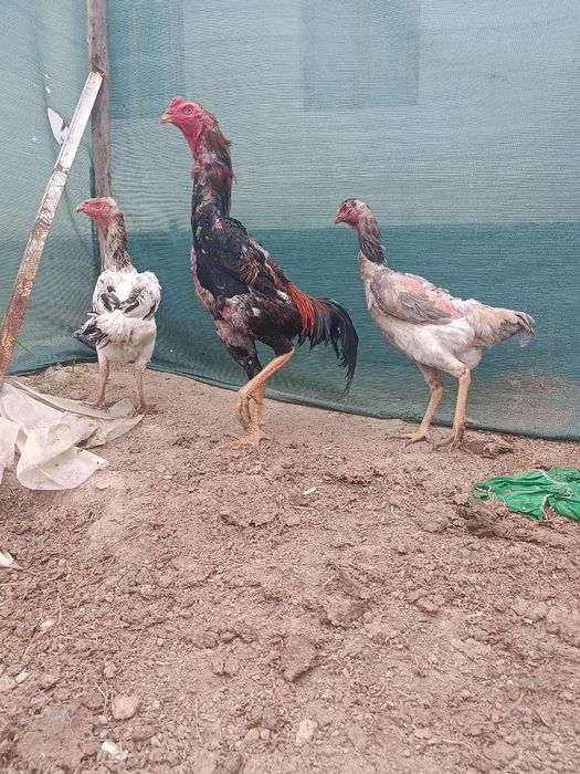 Dakan xoroz sotiladi