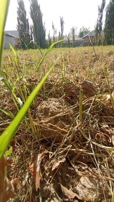 Xosildor YER 15 Sotix _ Suv , Gaz, Elektr tarmog'i doimiy mavjud!