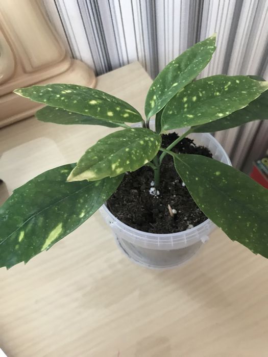 Продаю комнатное растение Аукуба японская или Золотое дерево