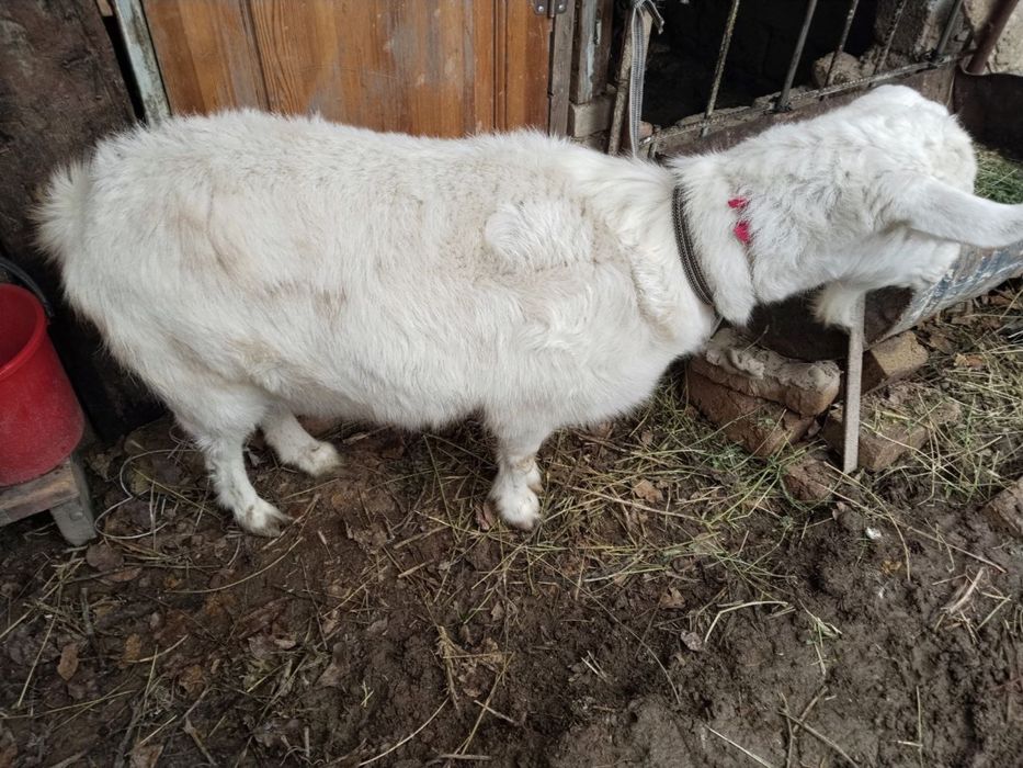 Продаётся Коза пародистая