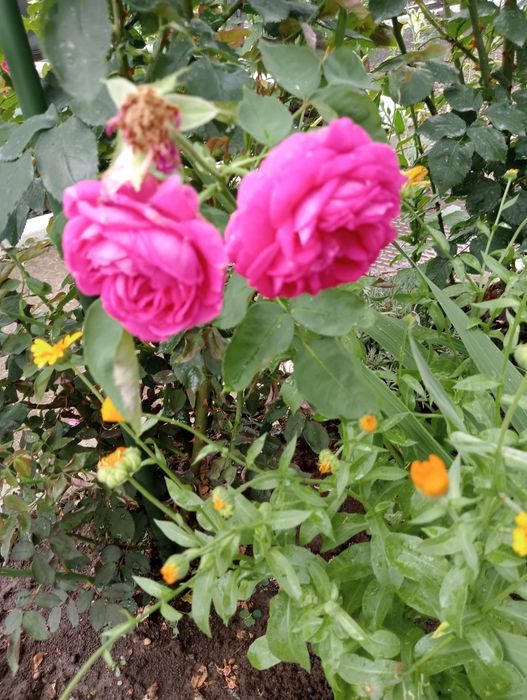 Trandafiri de dulceață Rose de Rescht