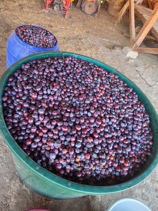 Vând prune, în comuna Dumbrava, sat Bucovăț, județul Timiș. Cantitate: aproximativ 1.500 kg Preț: 2 lei/kg