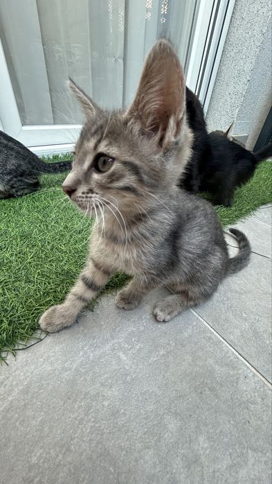 Pisicuti spre donatie