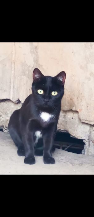 Кошечка черненькая