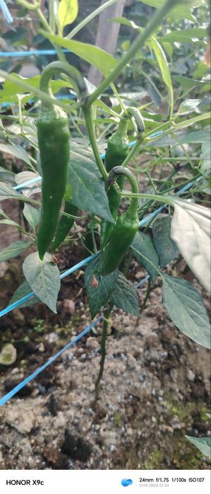 Аччик калампир парникдан