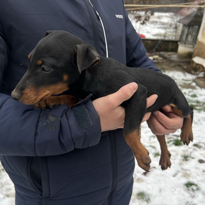 Vand catei jaggterier