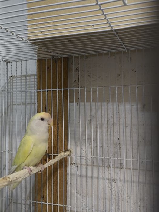 Попугай неразлучник ак тепе Чиланзар Ок