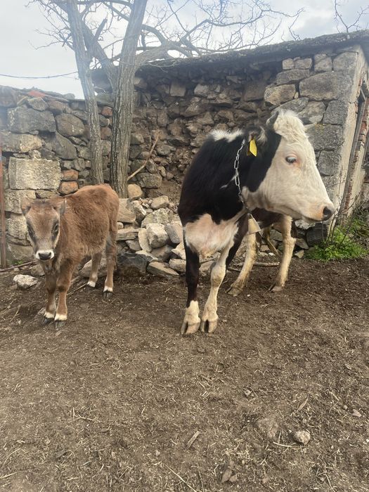 Продавам Крави юници за  курбан