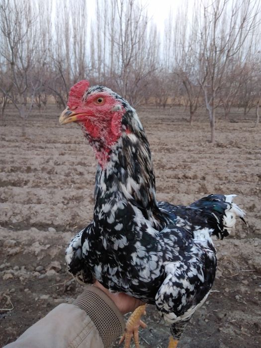 Miramir xoroz sotladi