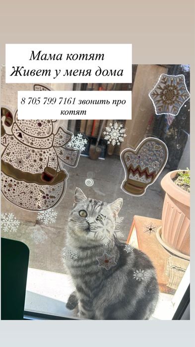Шотландские котята