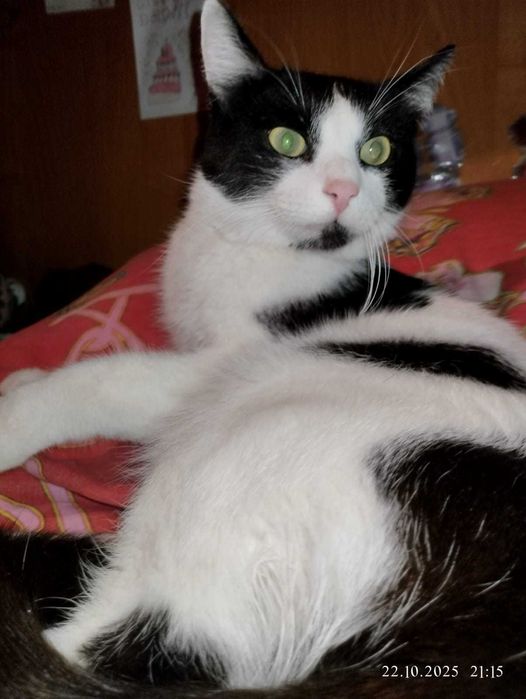 Реальный парень в добрые руки