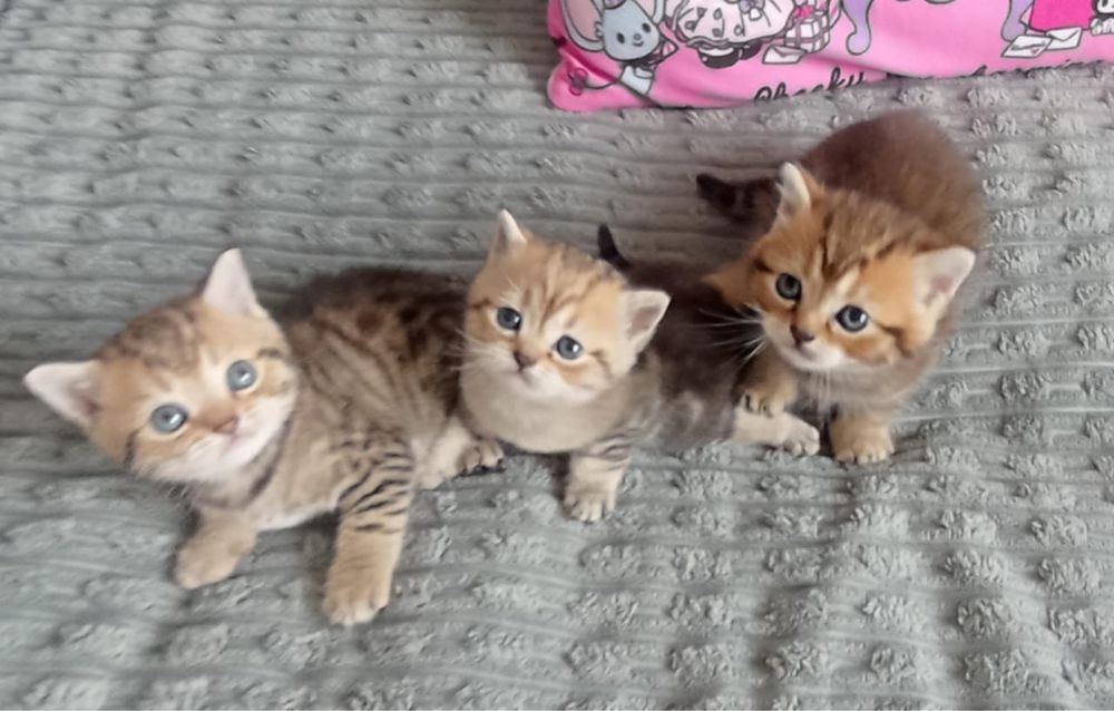 Продам породистых котят