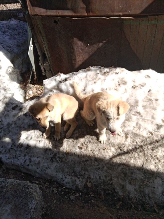 Отдам даром щенков