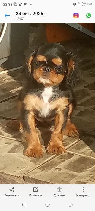 Щенок Кинг Чарз Спаниэль