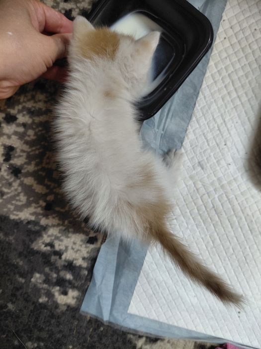 отдам котенка маленького