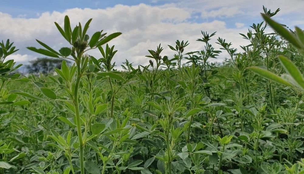 Lucernă verde 2 Ha