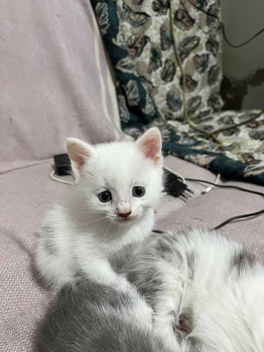 Котята 1,5 месяца - 2 девочки и 2 мальчика