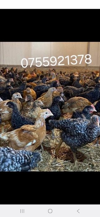 Pui si gaini transport gratuit  20 lei