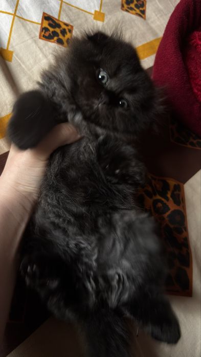 Scottish fold hayland va scottish strayt