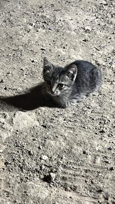 котенки отдам даром