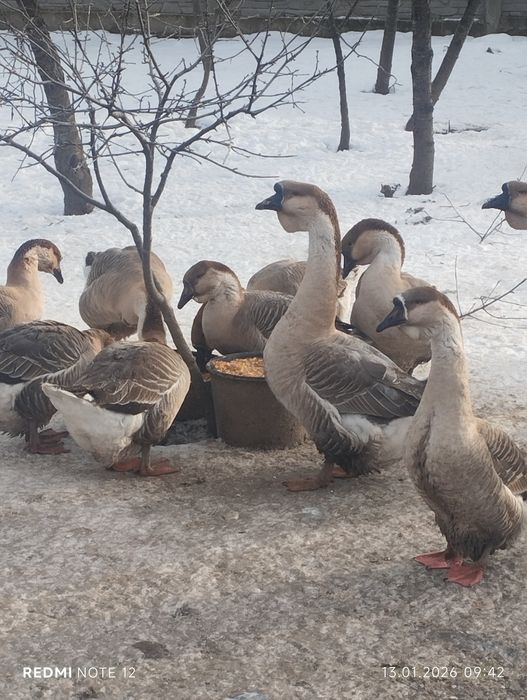 Vând gaste africane