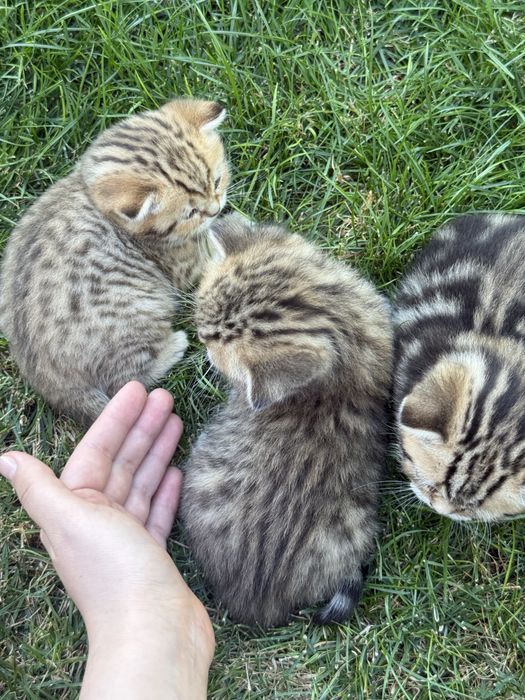 Котёнок в продаже остался один