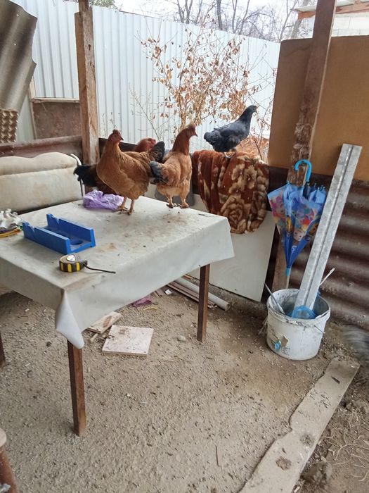 Продам курей хохлатых