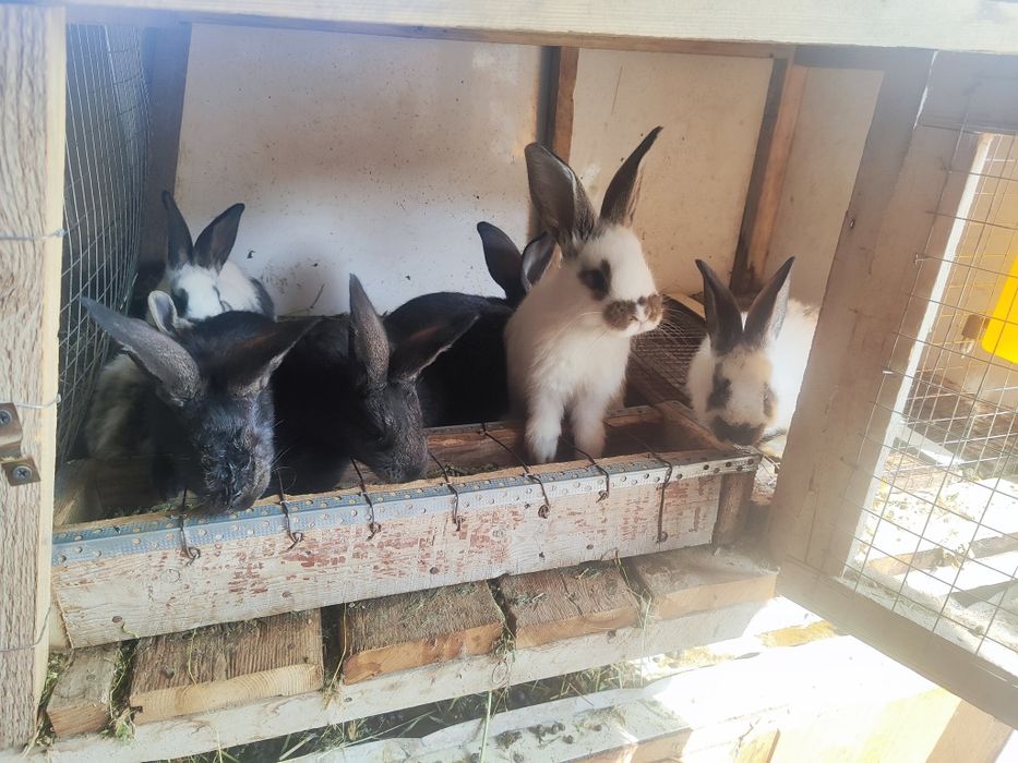 Quyon bolari 45kunli