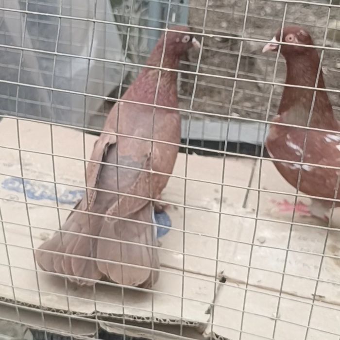 Голуби красные широкохвостых