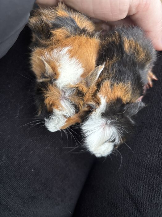 Porcusori de guineea