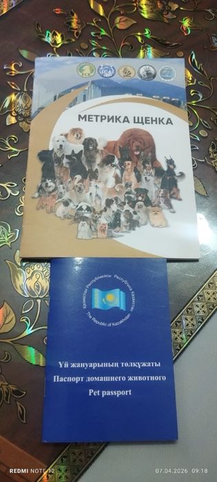 Продам лабрадора ретривера