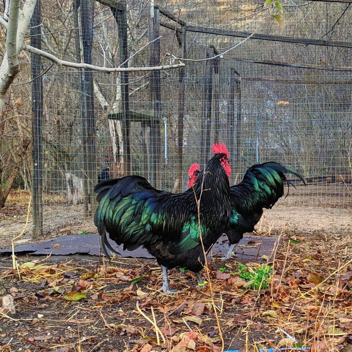 Продаются цыплята породы Австралорп