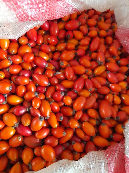 Vând măcieșe in diferite cantitati!