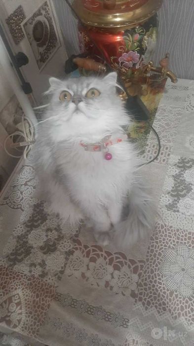 Продается Британская девочка