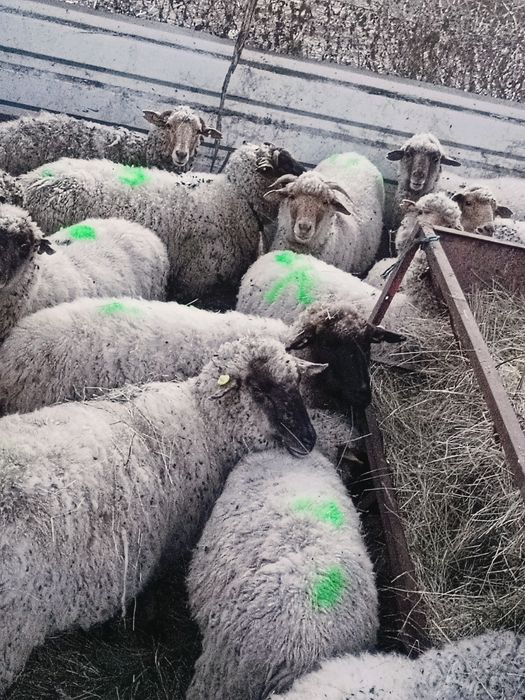 Oi la prima fătare de vânzare