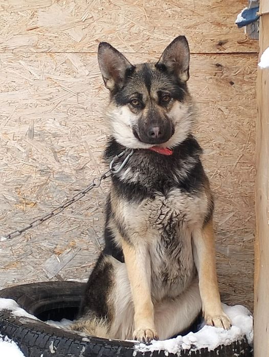 Ищет дом замечательная, добрая собака! Давайте ей поможем!