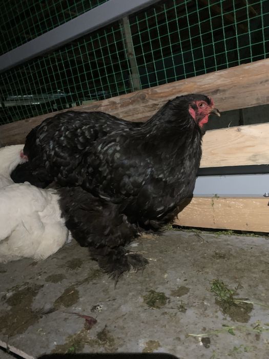 2 та брама чорни алмаз товук сотилади