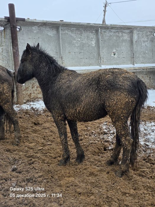 Семіз байталдар бар
