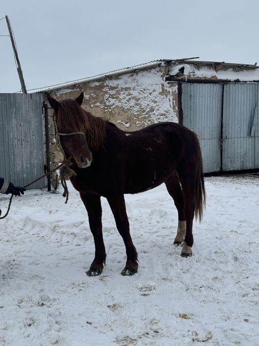 Айгыр сатылады Кушум