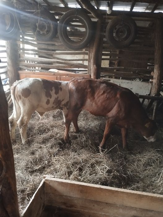 De vânzare 16 vitei 11taurasi și 5vitele detalii despre acest ea la Nr de tel 0774423055