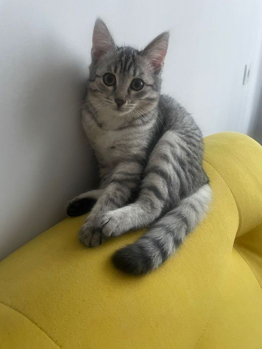 Котята ищут семью