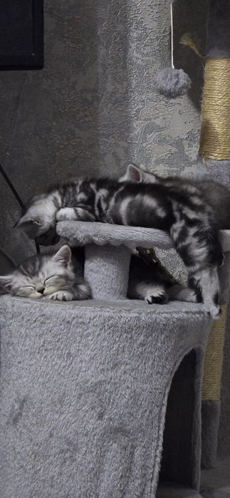 Котята скоттиш-страйт