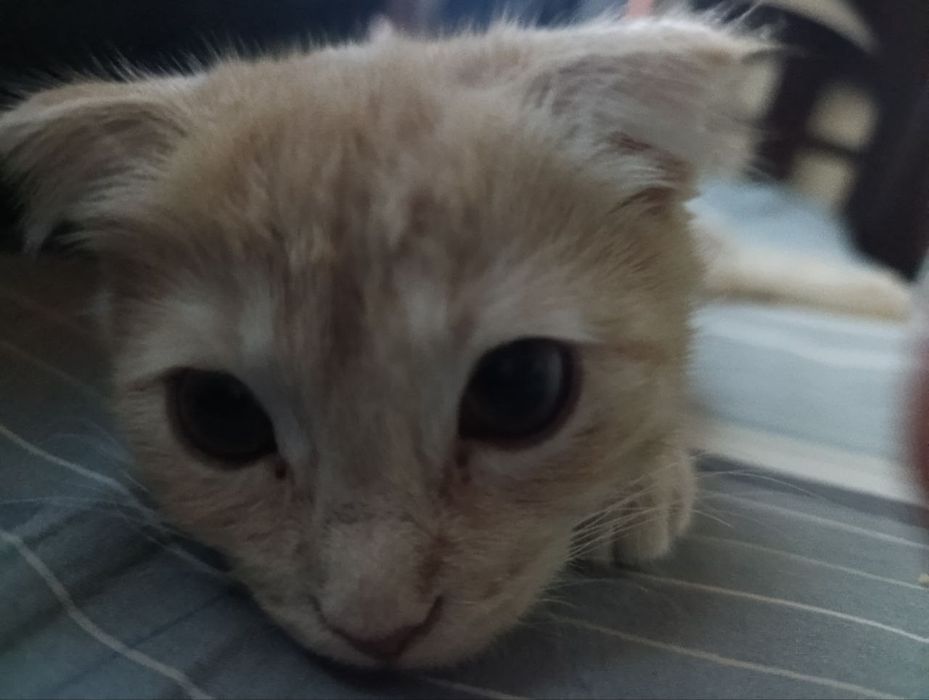 Scottish fold ga aralash zotli mushuk