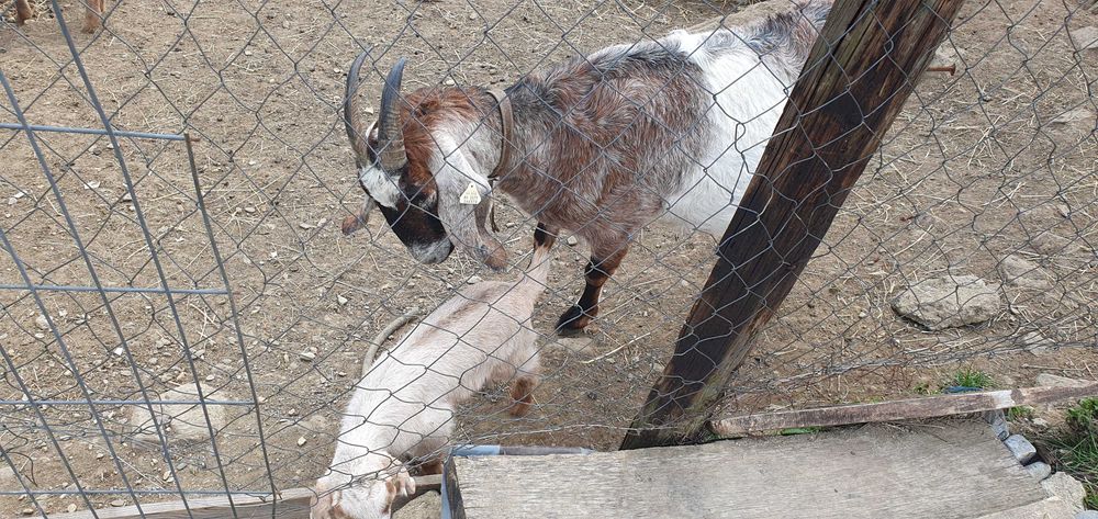 Vand capra anglo nubian cu doi iezi  si metis alpina franceza cu doi iezi