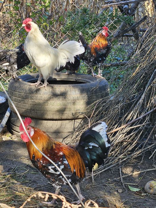 Găini americane schimb