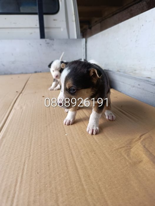 Нова,подобрена българска порода.Безплатна доставка и подарък