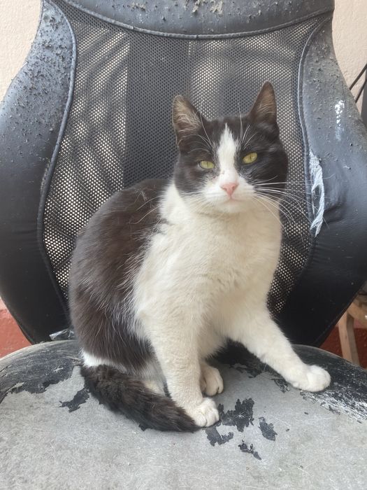 donez pisicuta  rasa europeana