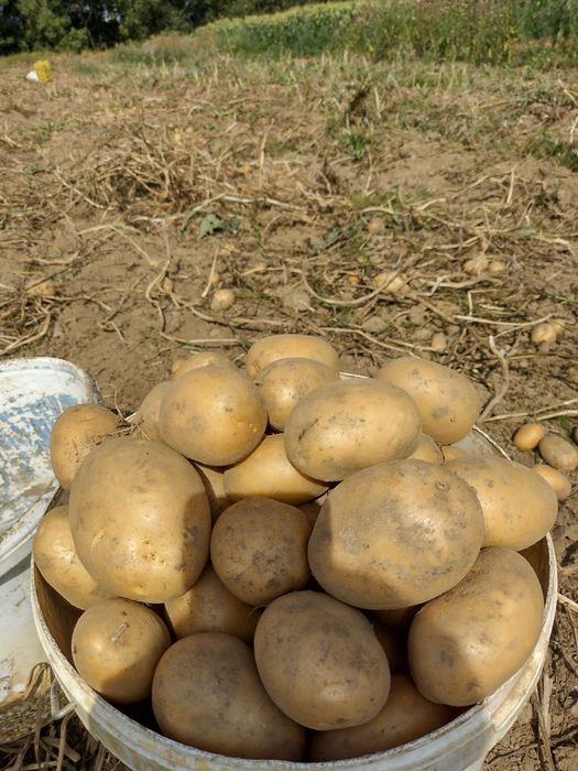 Cartofi albi direct din ferma