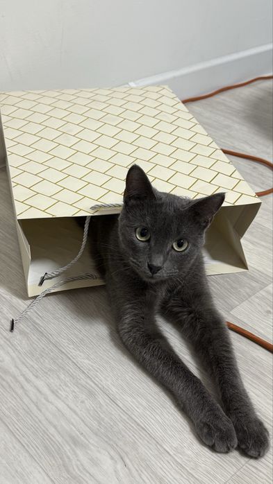 Отдам кота бесплатно